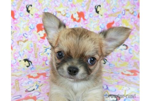 成約済の千葉県のチワワ(ロングコート)-196198の11枚目