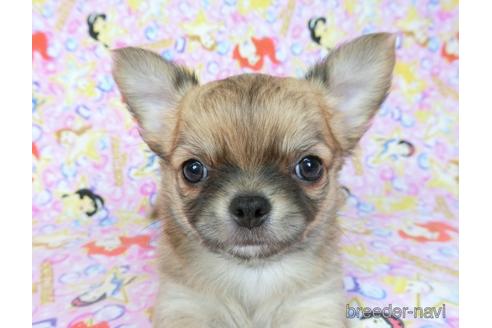 成約済の千葉県のチワワ(ロングコート)-196198の10枚目