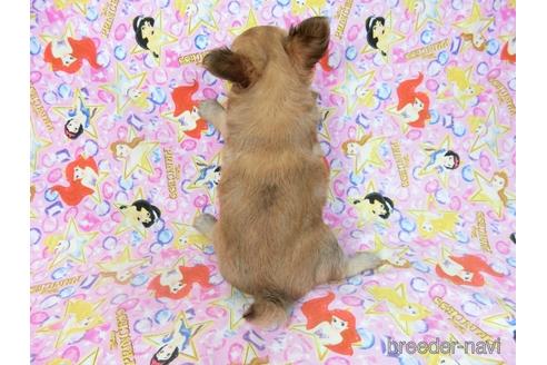 成約済の千葉県のチワワ(ロングコート)-196198の9枚目