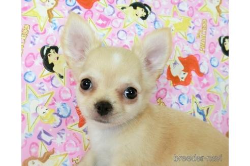 成約済の千葉県のチワワ(ロングコート)-194103の1枚目