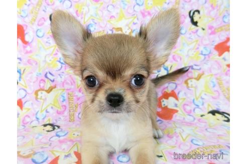 成約済の千葉県のチワワ(ロングコート)-194094の7枚目