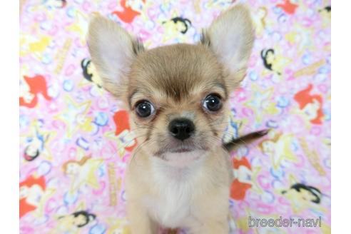 成約済の千葉県のチワワ(ロングコート)-194094の8枚目