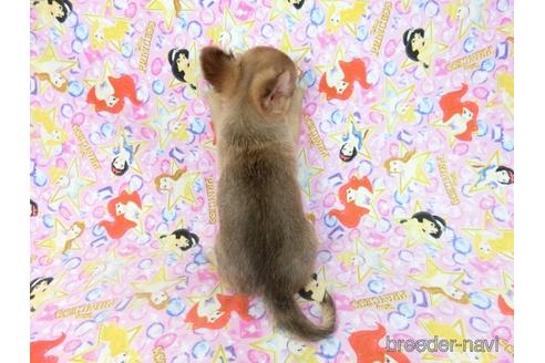 成約済の千葉県のチワワ(ロングコート)-194094の5枚目