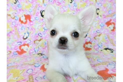 成約済の千葉県のチワワ(ロングコート)-194099の8枚目