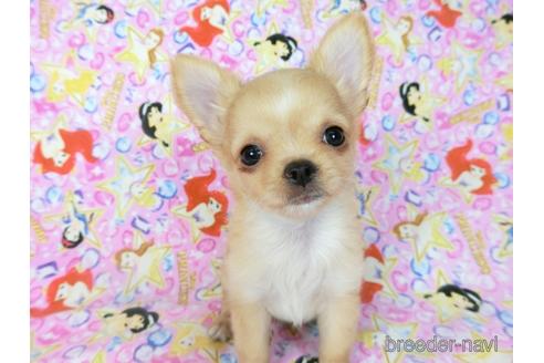 成約済の千葉県のチワワ(ロングコート)-194106の2枚目