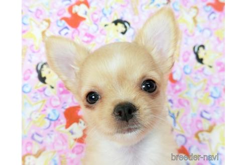 成約済の千葉県のチワワ(ロングコート)-194106の4枚目