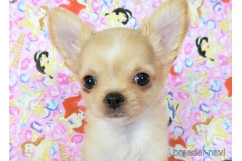 成約済の千葉県のチワワ(ロングコート)-194106の1枚目