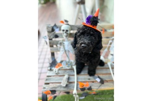 成約済の東京都のミックス犬-196510の22枚目