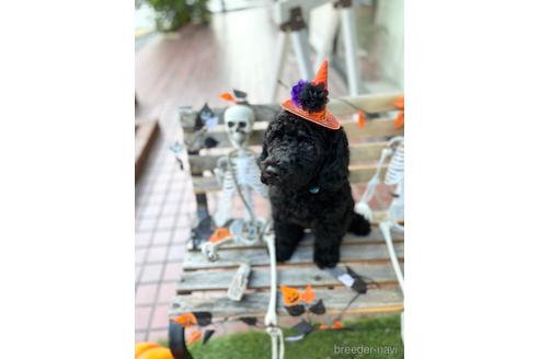 成約済の東京都のミックス犬-196510の20枚目
