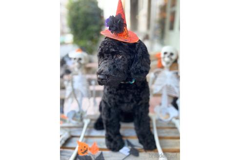 成約済の東京都のミックス犬-196510の16枚目