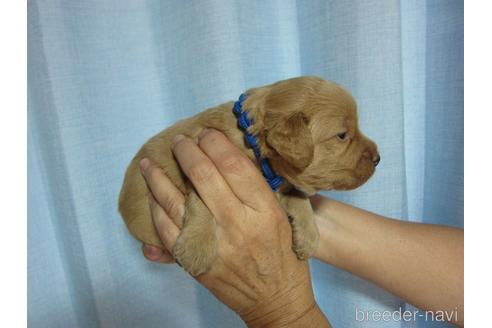 成約済の福岡県のミックス犬-196976の17枚目