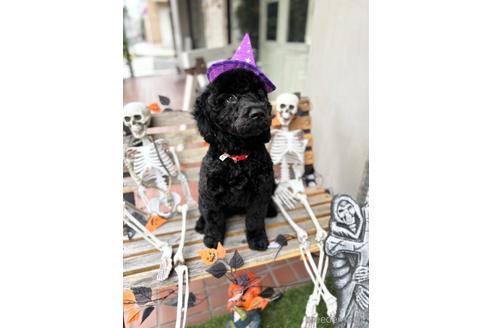 成約済の東京都のミックス犬-187325の6枚目