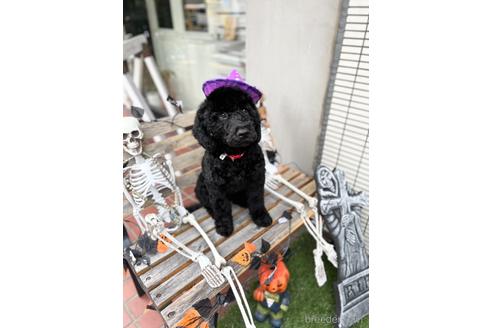成約済の東京都のミックス犬-187325の4枚目