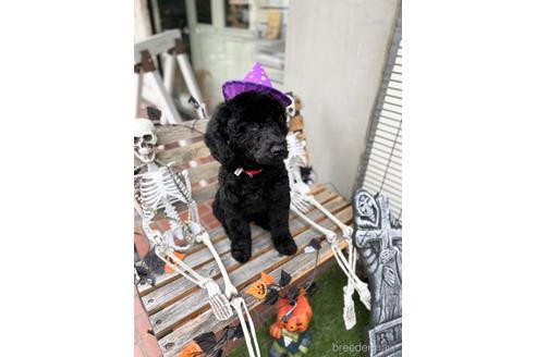 成約済の東京都のミックス犬-187325の3枚目