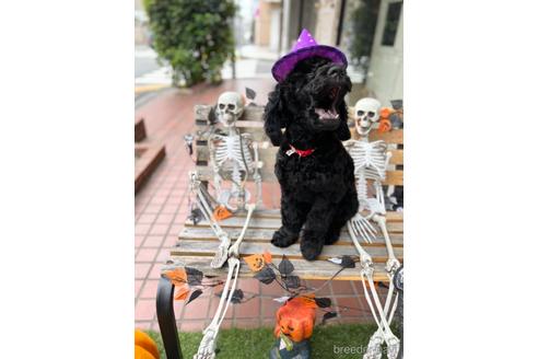 成約済の東京都のミックス犬-187325の2枚目