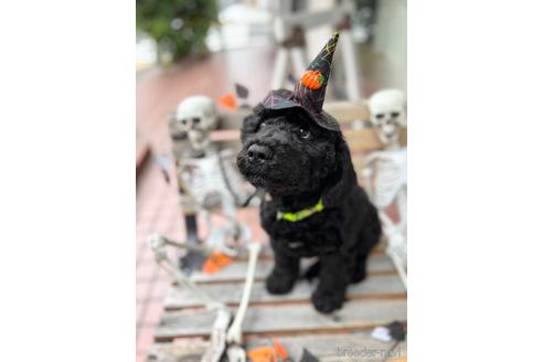 成約済の東京都のミックス犬-190366の6枚目