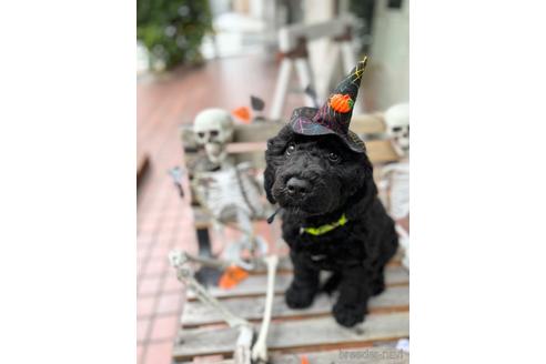 成約済の東京都のミックス犬-190366の3枚目