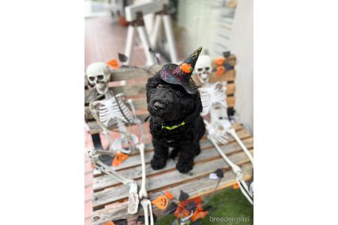 成約済の東京都のミックス犬-190366の8枚目