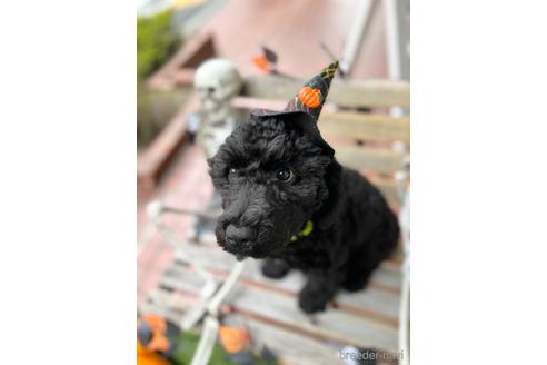 成約済の東京都のミックス犬-190366の4枚目