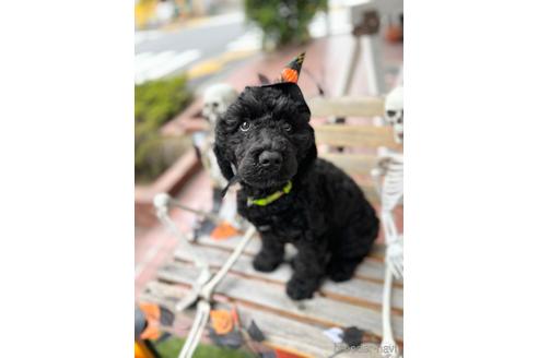 成約済の東京都のミックス犬-190366の10枚目