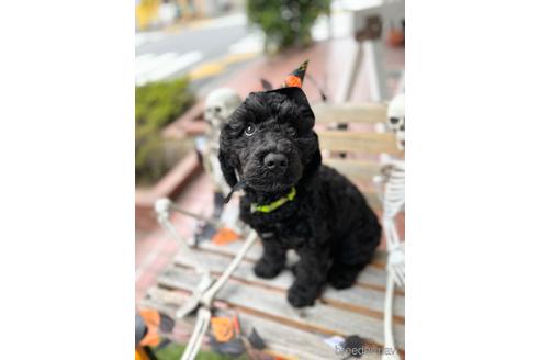 成約済の東京都のミックス犬-190366の12枚目