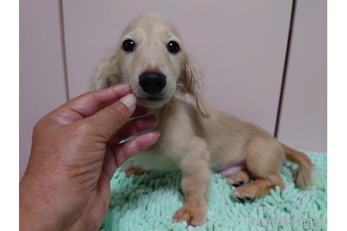 成約済の広島県のカニンヘンダックスフンド(ロングヘアード)-187792の18枚目