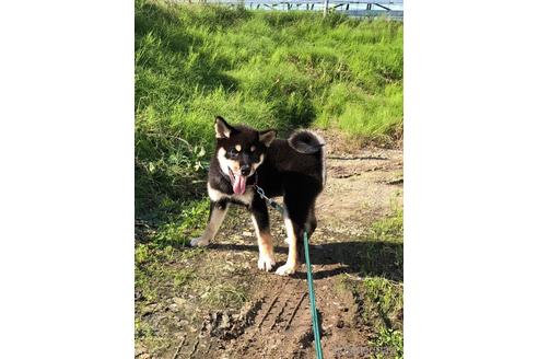 成約済の宮城県の柴犬-191067の1枚目