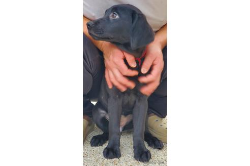 成約済の茨城県のラブラドールレトリーバー-187771の2枚目