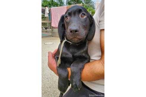 子犬