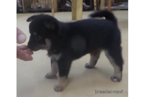 成約済の佐賀県のミックス犬-197853の3枚目