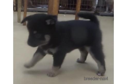 成約済の佐賀県のミックス犬-197853の5枚目