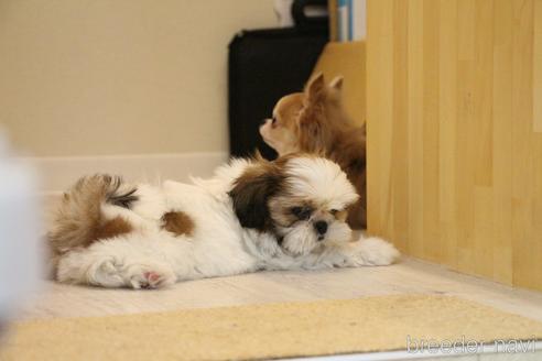 成約済の愛知県のシーズー-187734の8枚目