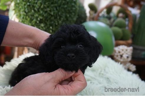 成約済の京都府のチワプー:チワワ×トイプードル-195884の1枚目