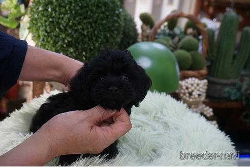 成約済の京都府のチワプー:チワワ×トイプードル-195884の2枚目