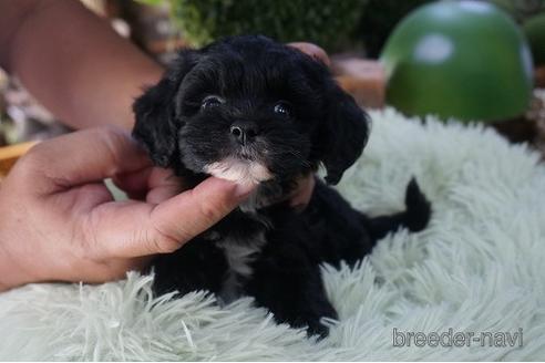 成約済の京都府のチワプー:チワワ×トイプードル-195887の1枚目