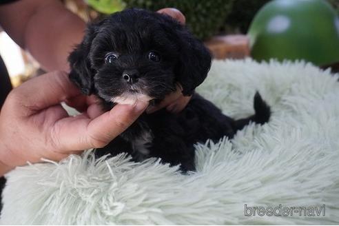 成約済の京都府のチワプー:チワワ×トイプードル-195887の2枚目