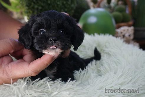 成約済の京都府のチワプー:チワワ×トイプードル-195887の3枚目