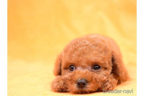 成約済の東京都のトイプードル-198120の5枚目