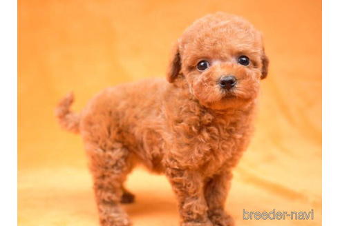 成約済の東京都のトイプードル-198120の4枚目