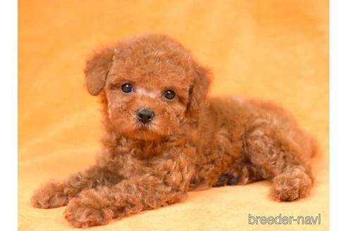 成約済の東京都のトイプードル-198120の3枚目