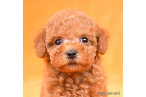 成約済の東京都のトイプードル-198120の2枚目