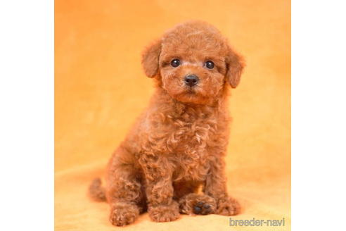 成約済の東京都のトイプードル-198120の1枚目