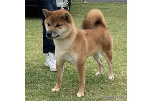 成約済の千葉県の柴犬-198124の2枚目