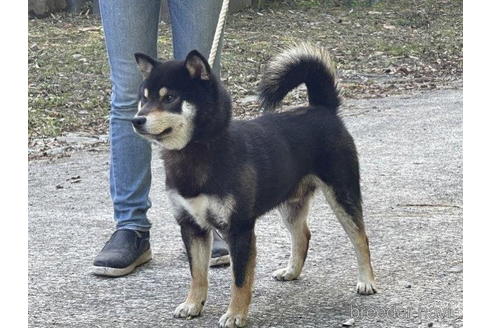 成約済の千葉県の柴犬-198124の3枚目