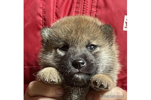 成約済の千葉県の柴犬-198127の1枚目