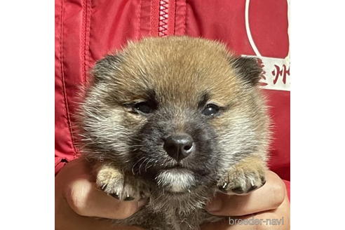 成約済の千葉県の柴犬-198128の1枚目