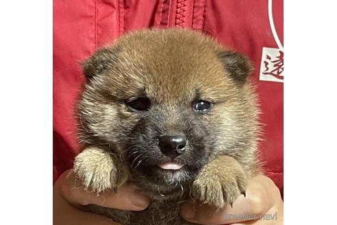 成約済の千葉県の柴犬-198131の1枚目