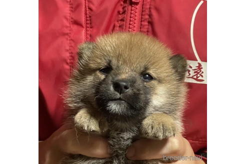 成約済の千葉県の柴犬-198132の1枚目