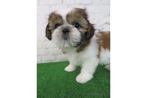 成約済の大阪府のシーズー-198138の1枚目