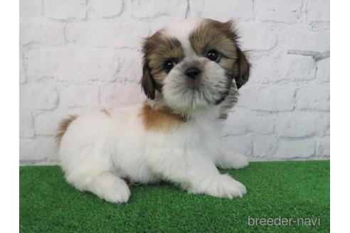 成約済の大阪府のシーズー-198138の5枚目